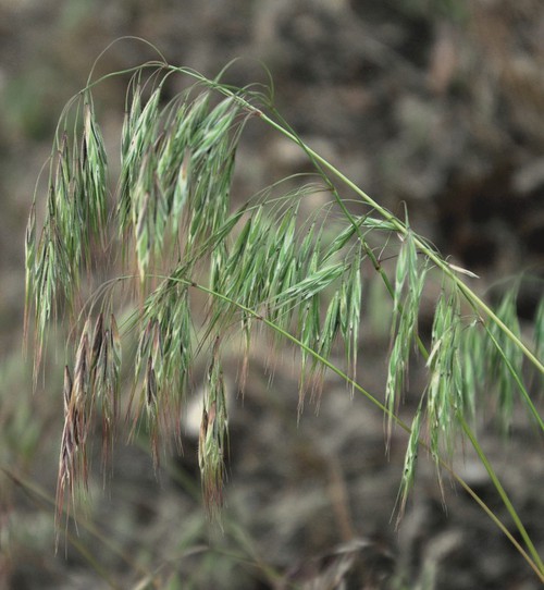 inflorescence