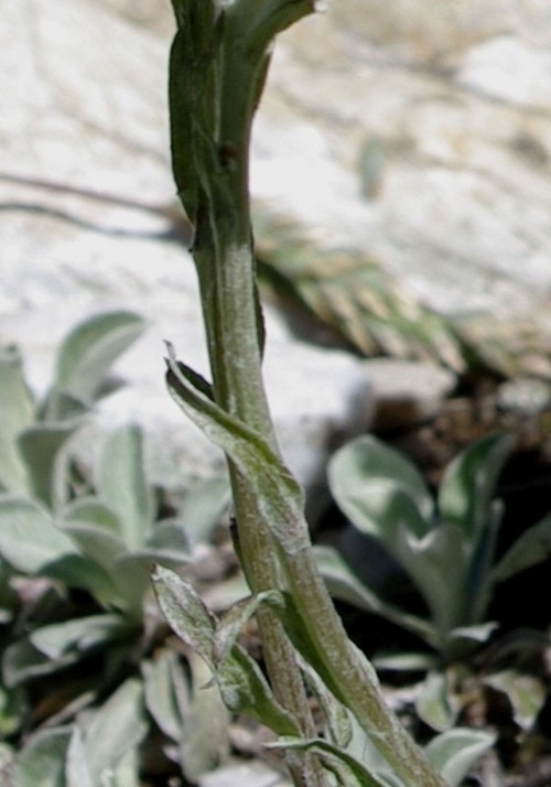 feuille