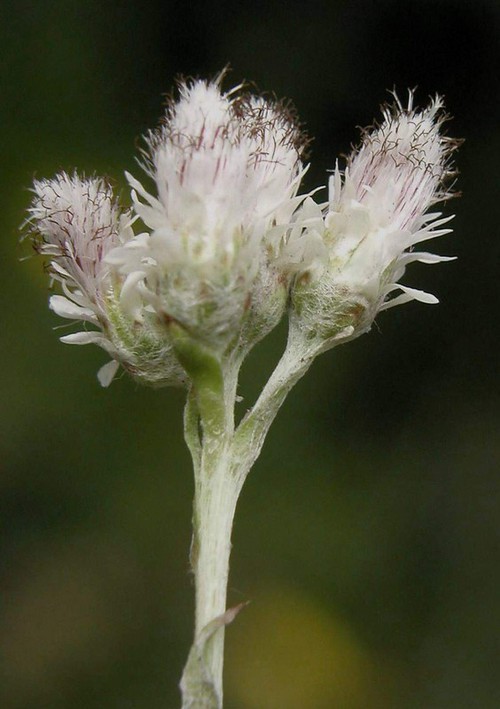inflorescence femelle