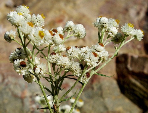 inflorescence mâle