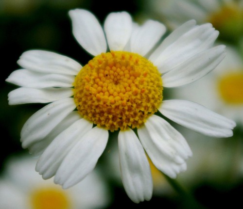 détail inflorescence