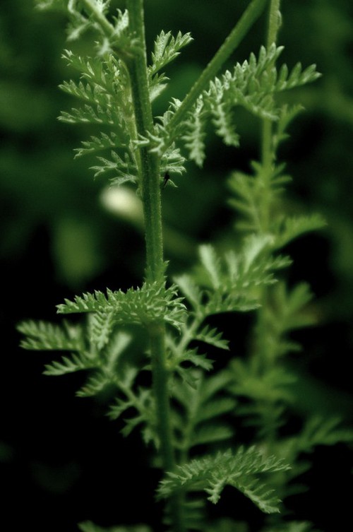 feuille