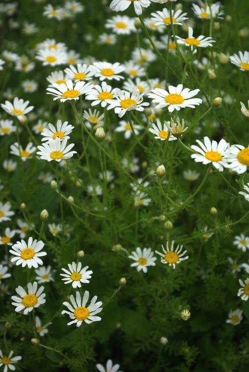 inflorescence