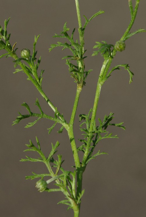 feuille