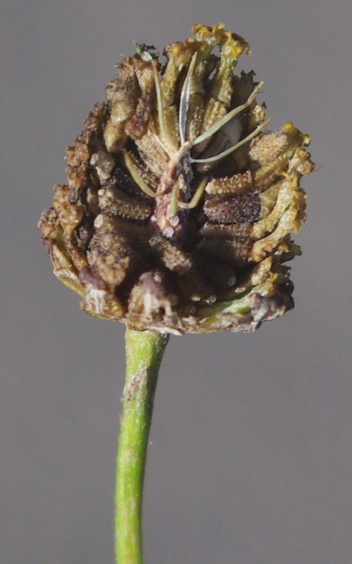 fruit