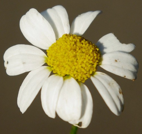 inflorescence