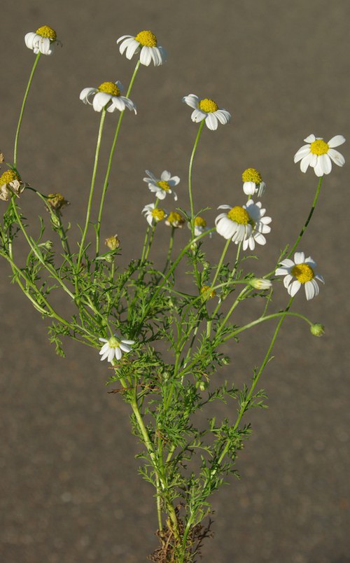 Plante entière