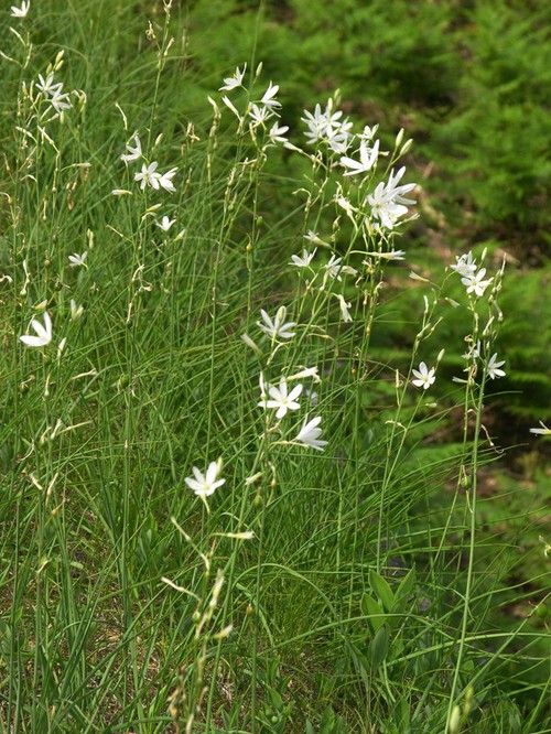 Plante entière