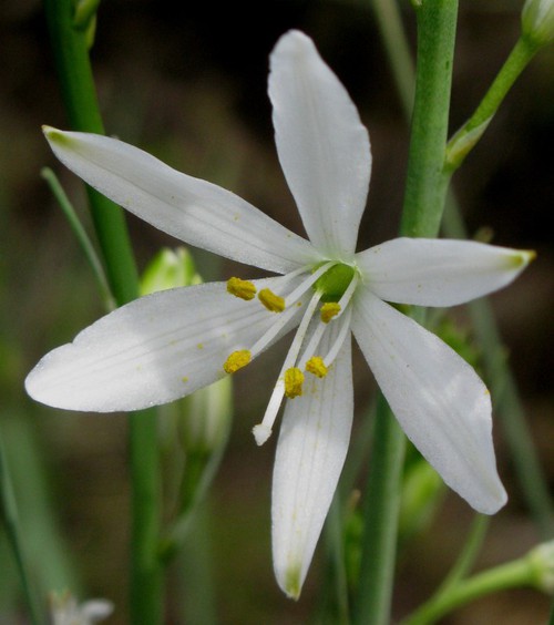 détail fleur