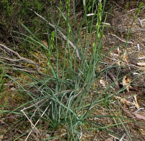 feuille