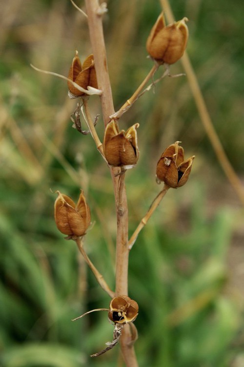 fruit