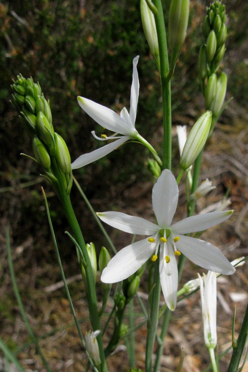 inflorescence