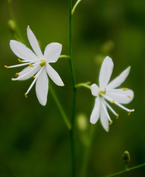fleur