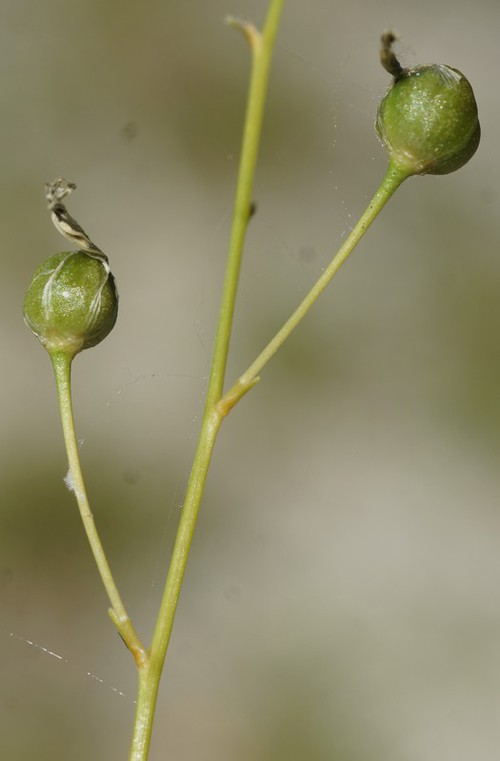 fruit