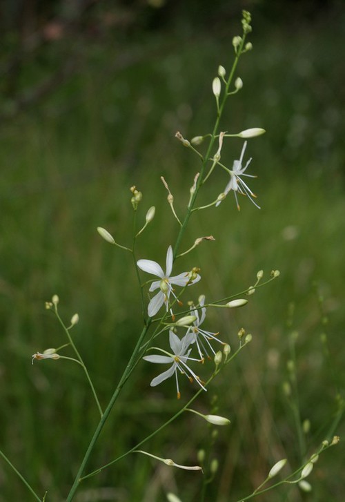 Plante entière