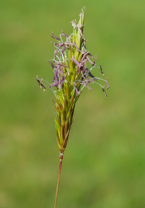 détail fleur