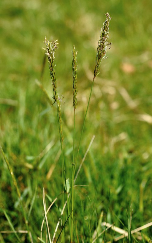 inflorescence