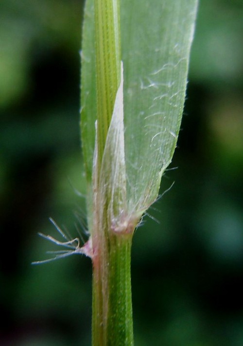 ligule