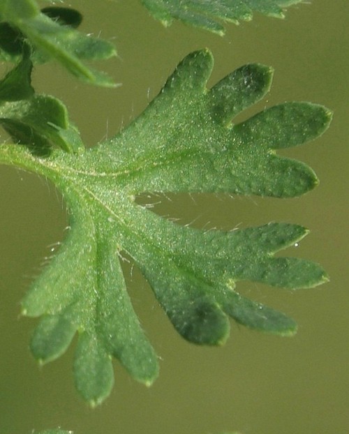 détail feuille