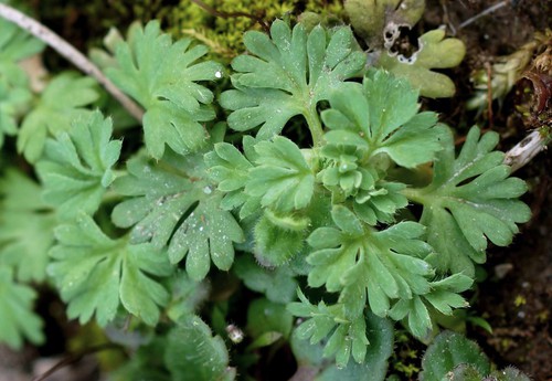 feuille