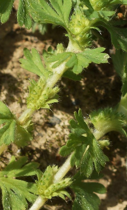 inflorescence