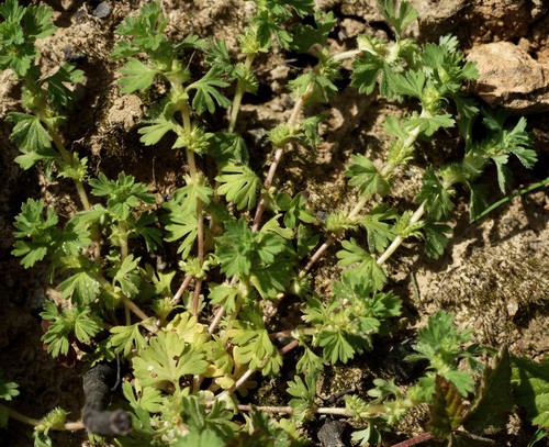 Plante entière