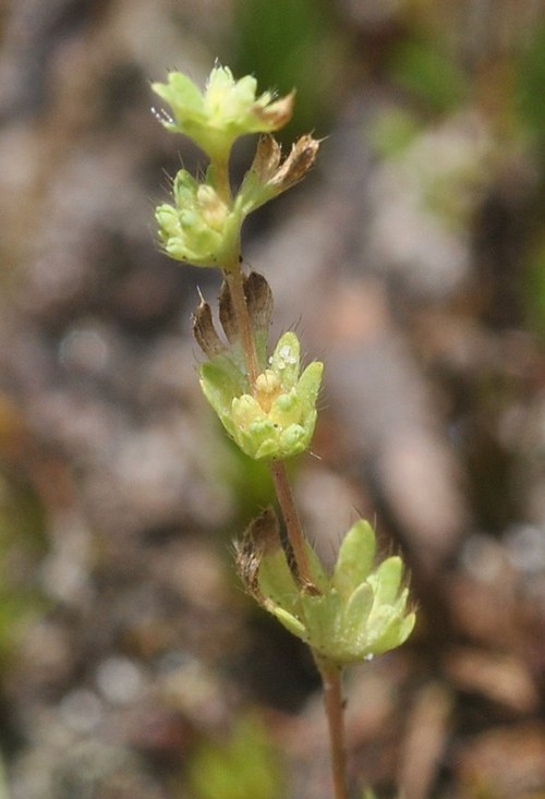 inflorescence