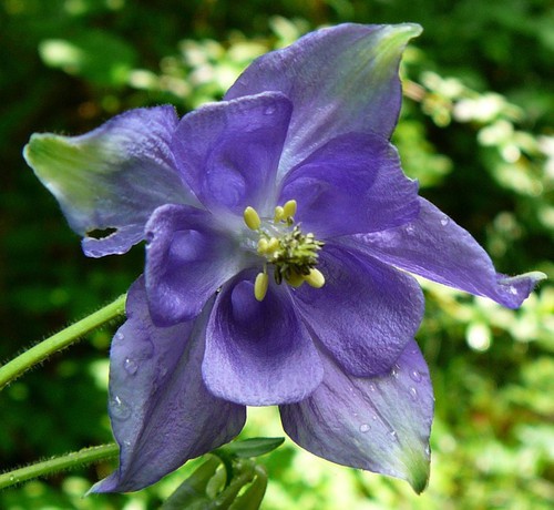 détail fleur - face