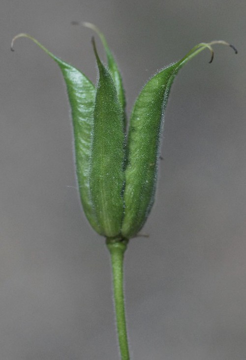 détail fruit