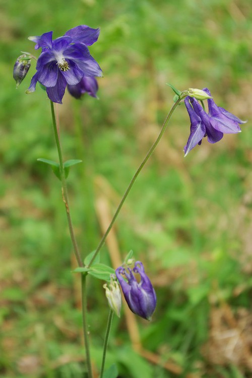 fleur