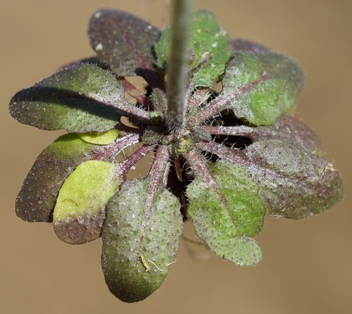 feuille
