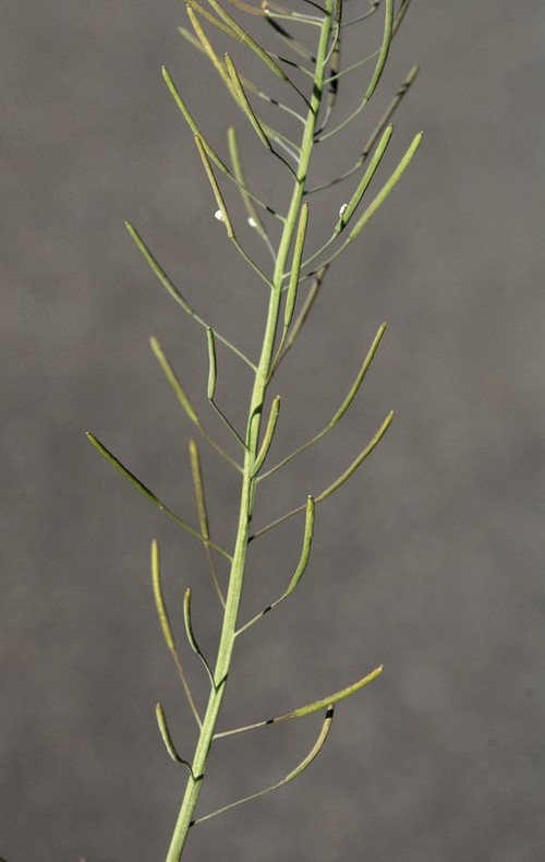fruit
