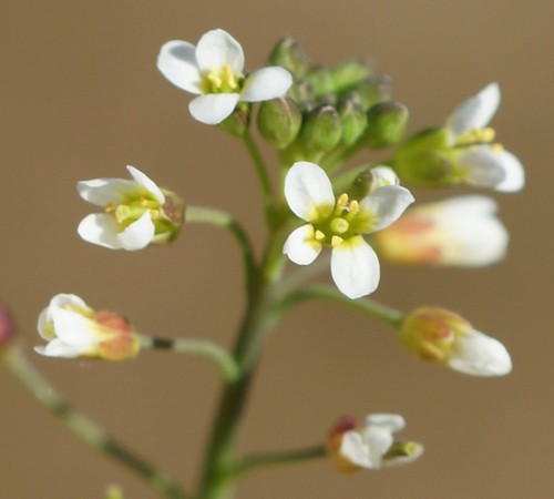 inflorescence
