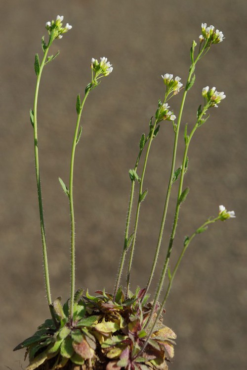 Plante entière