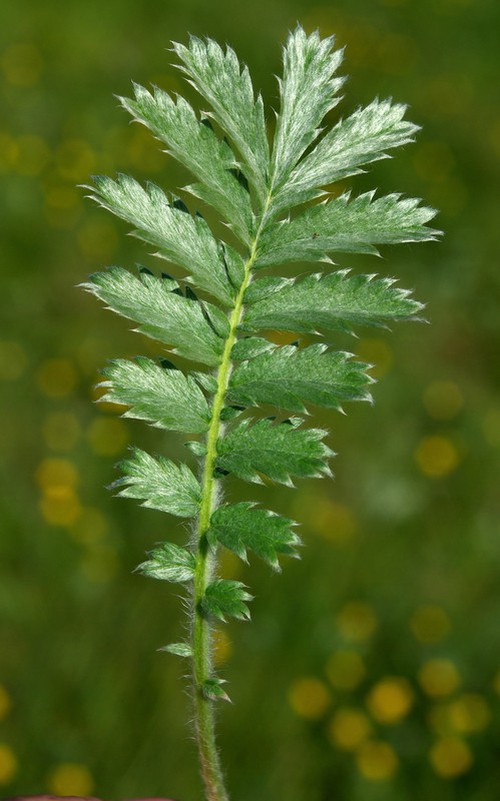 feuille