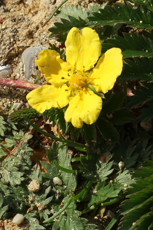 fleur