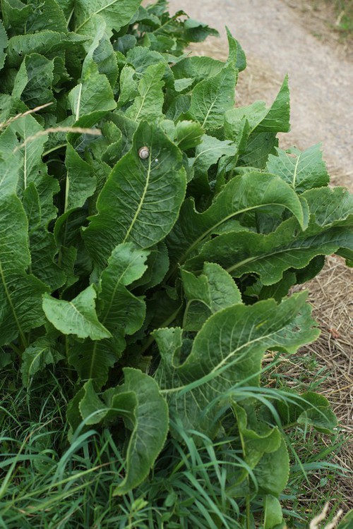 feuille