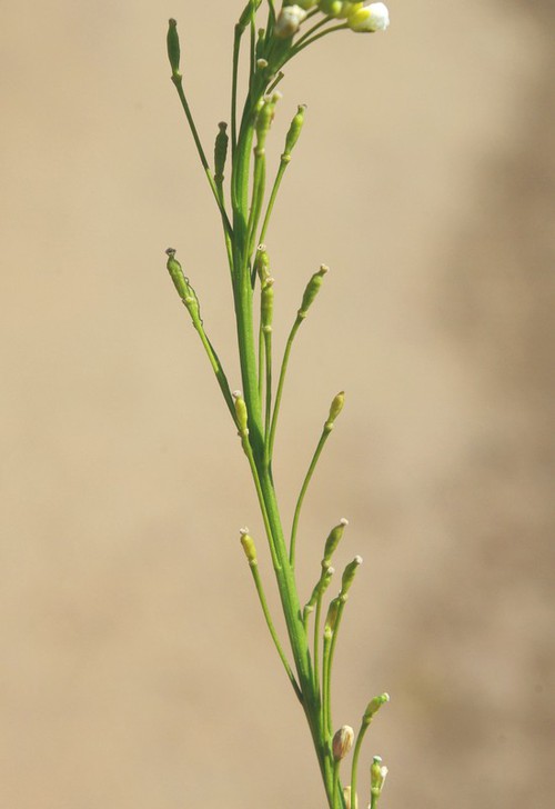 fruit