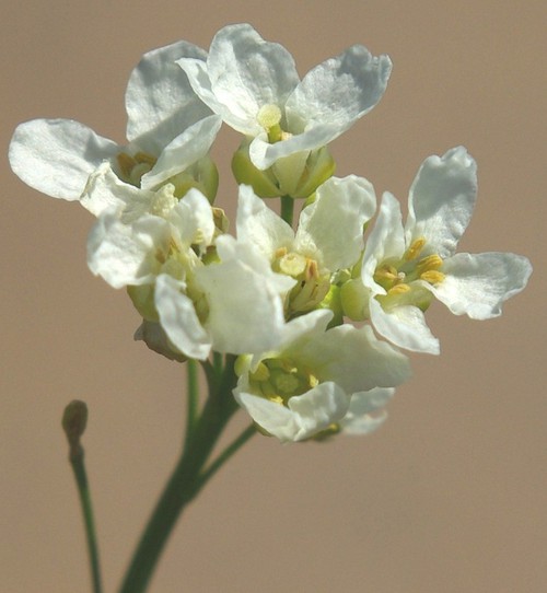inflorescence