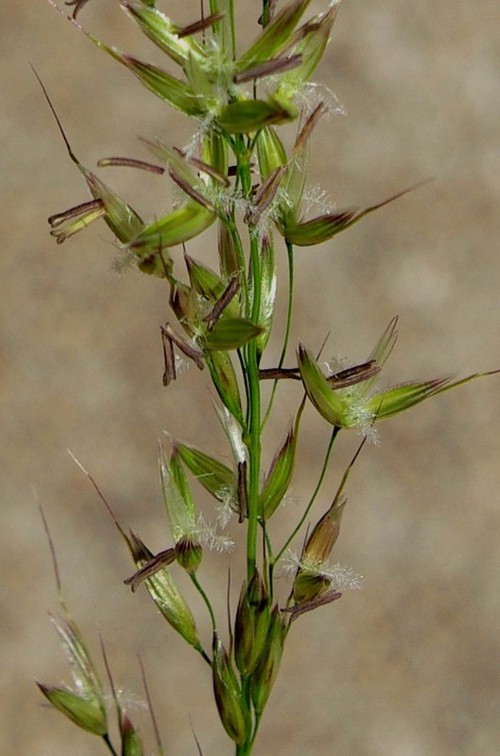 détail fleur