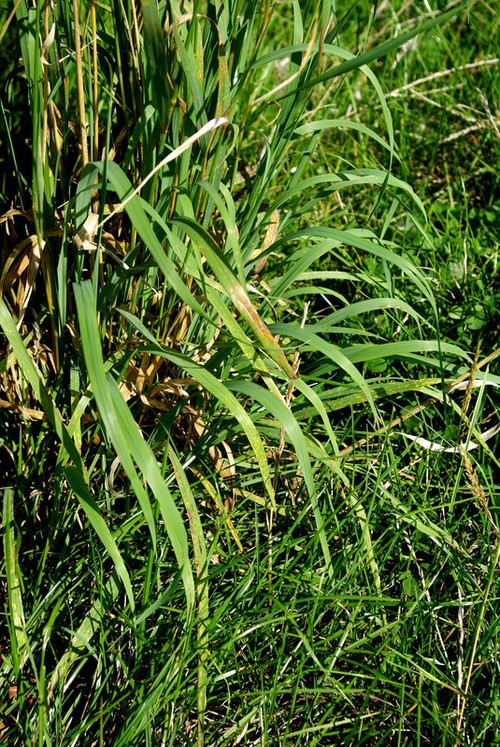 feuille