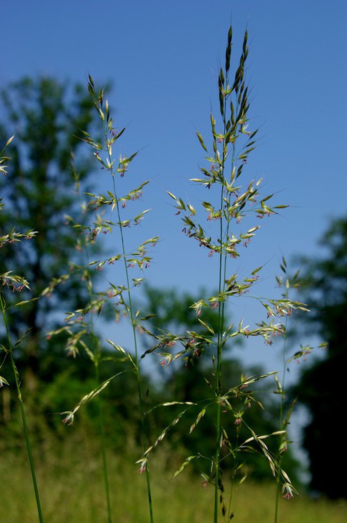 inflorescence