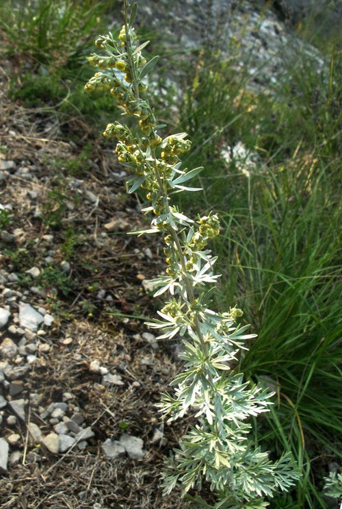 Plante entière