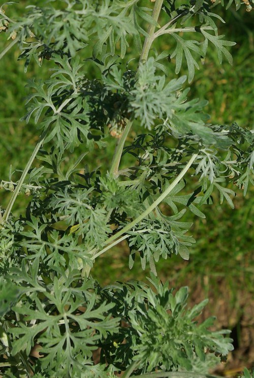 feuille