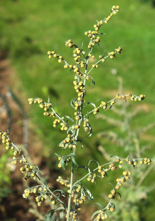 inflorescence