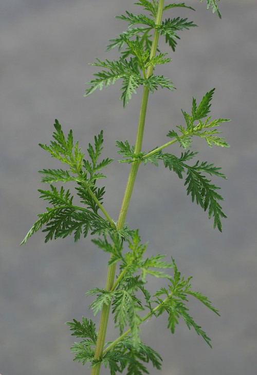 feuille