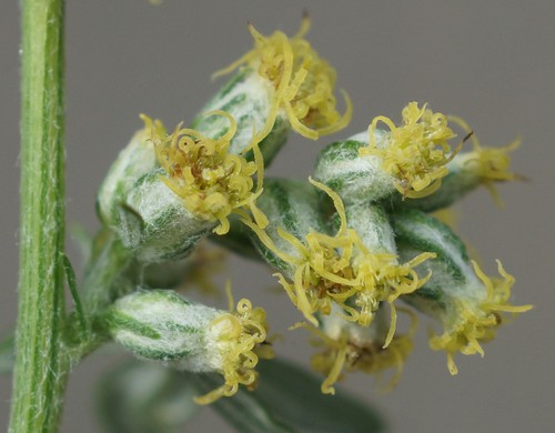 détail fleur
