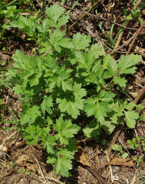 feuille basale