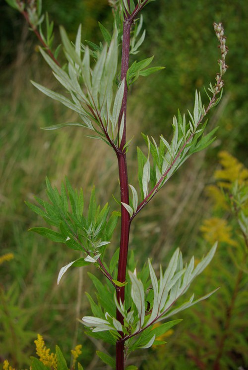 feuille caulinaire