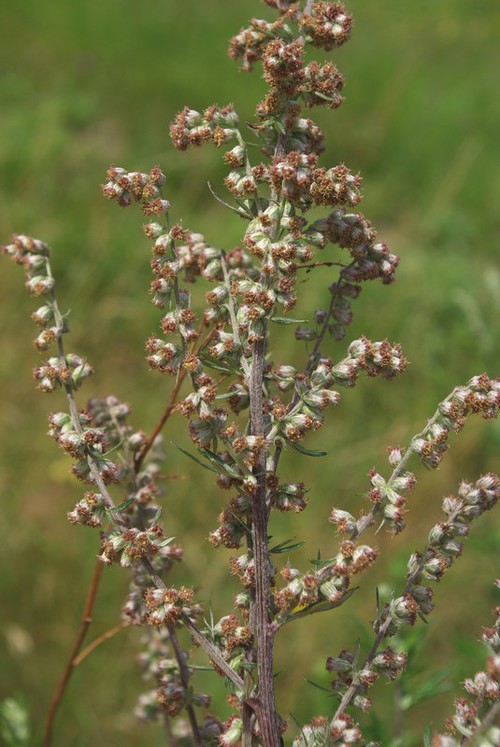 inflorescence